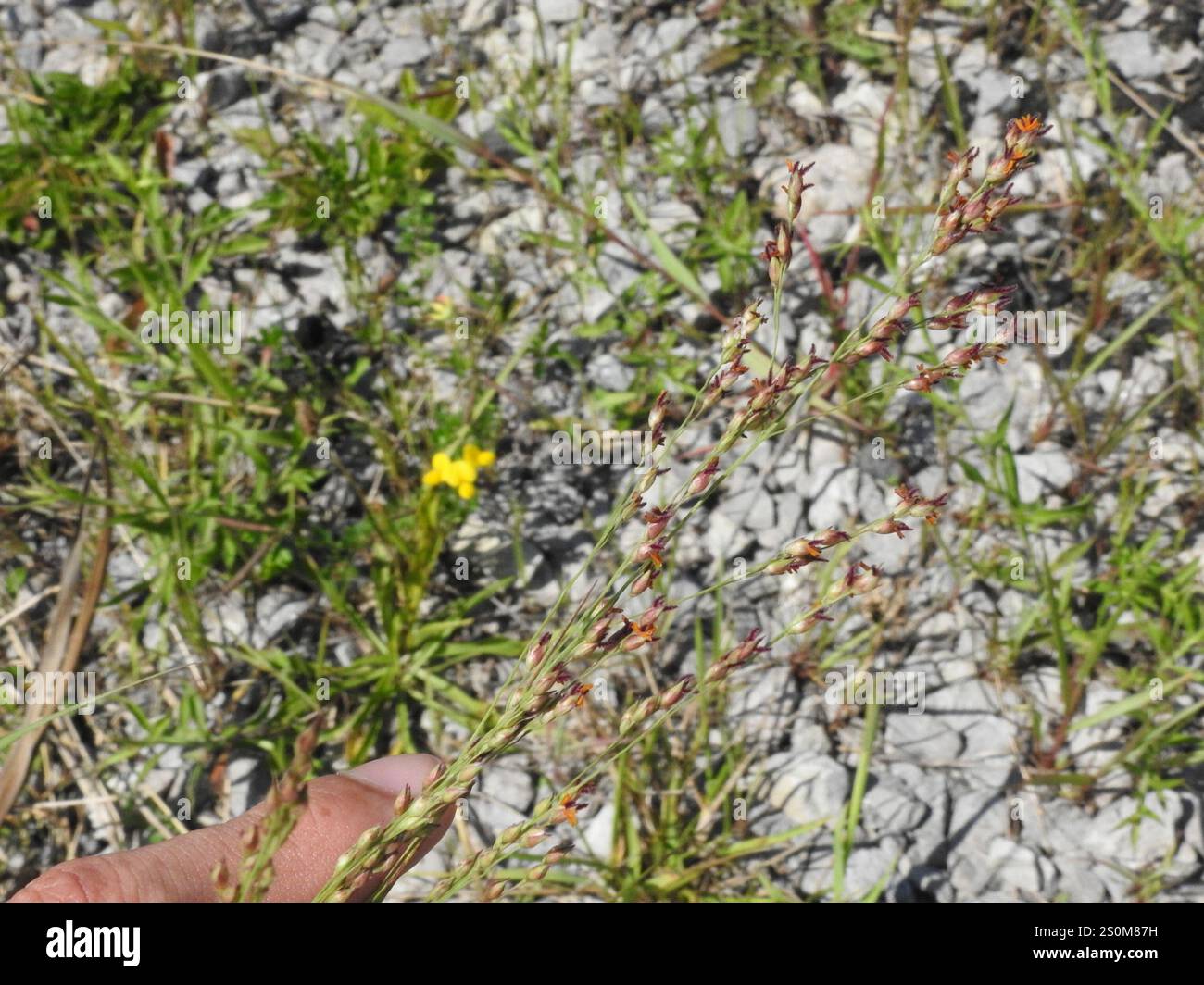 switchgrass (Panicum virgatum Stock Photo - Alamy