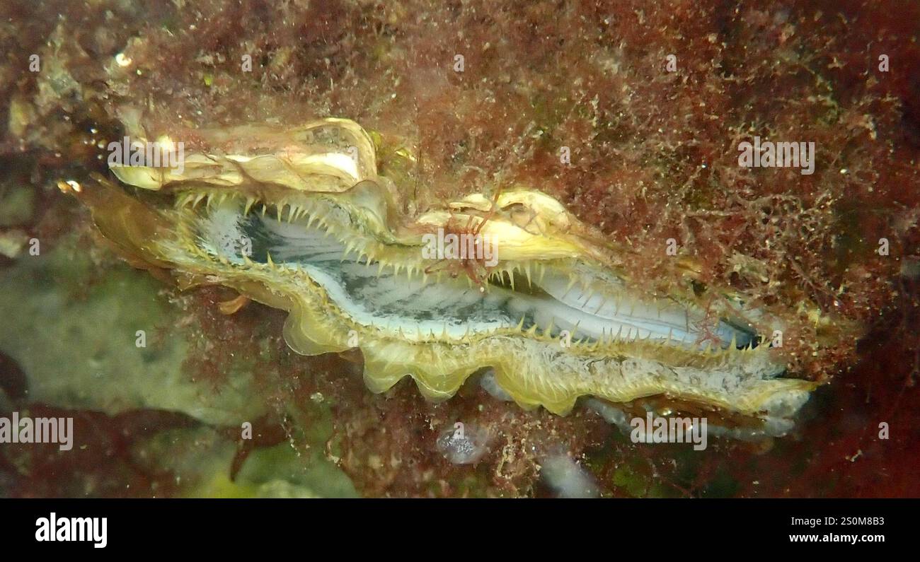 Pen Shell Fish Pen shells hi-res stock photography and images - Alamy