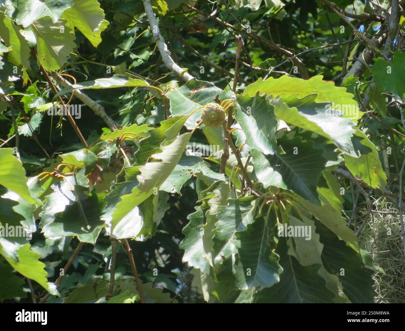 swamp chestnut oak (Quercus michauxii Stock Photo - Alamy