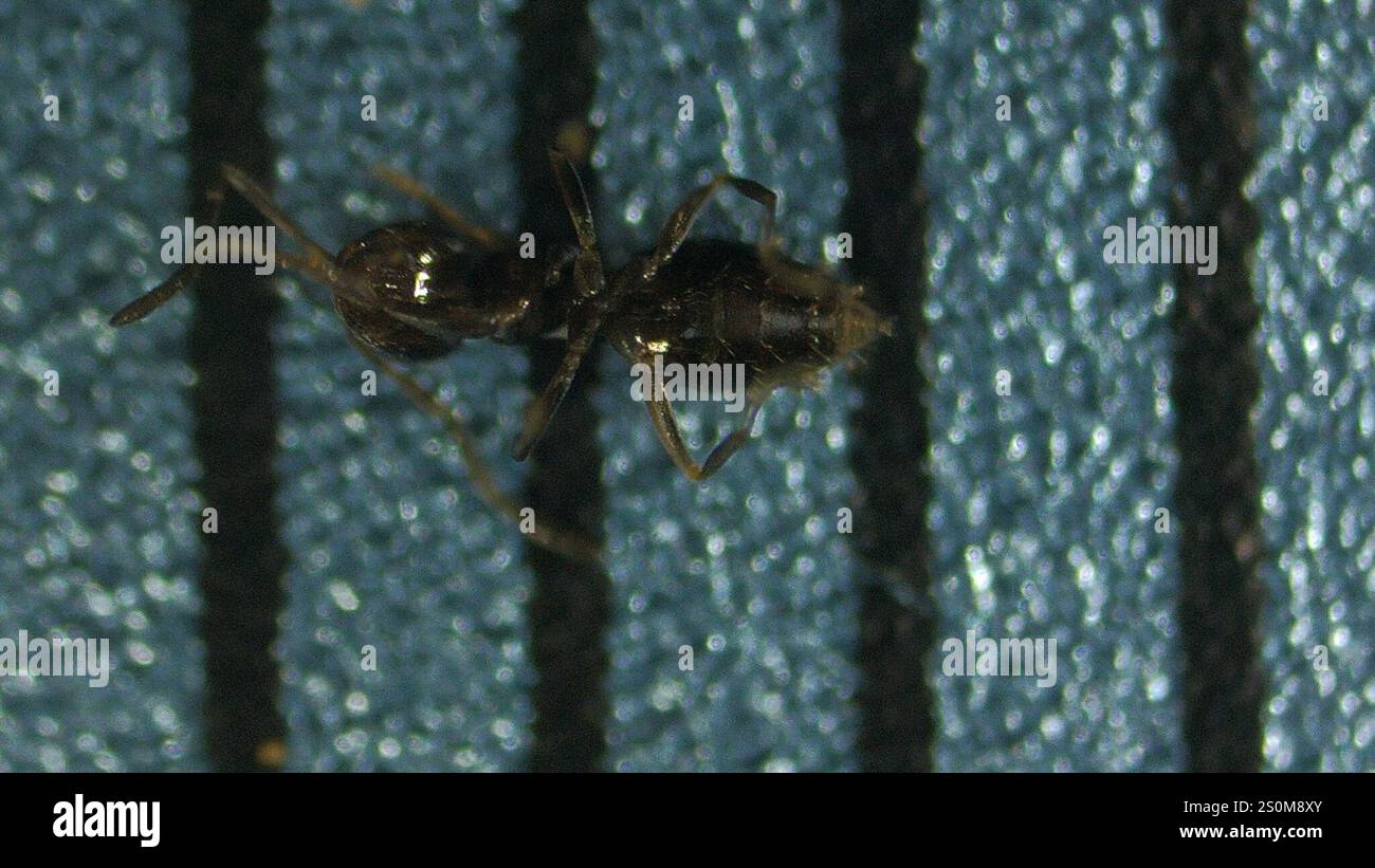 Dark Rover Ant Dark Rover Ant (Brachymyrmex patagonicus Stock Photo - Alamy