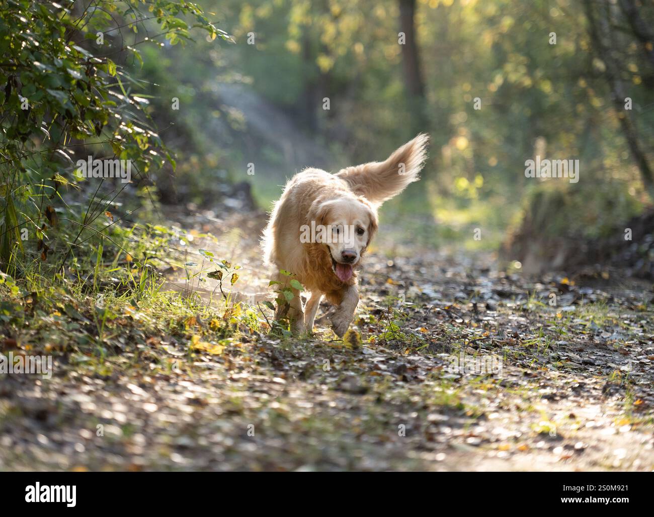 Golden Retriever Dog Enjoys Autumn Walk In Forest Stock Photo - Alamy
