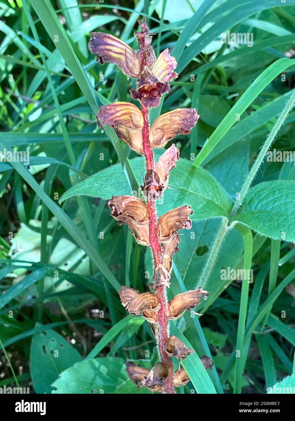 Lesser Broomrape Slender Broomrape (Orobanche gracilis Stock Photo - Alamy