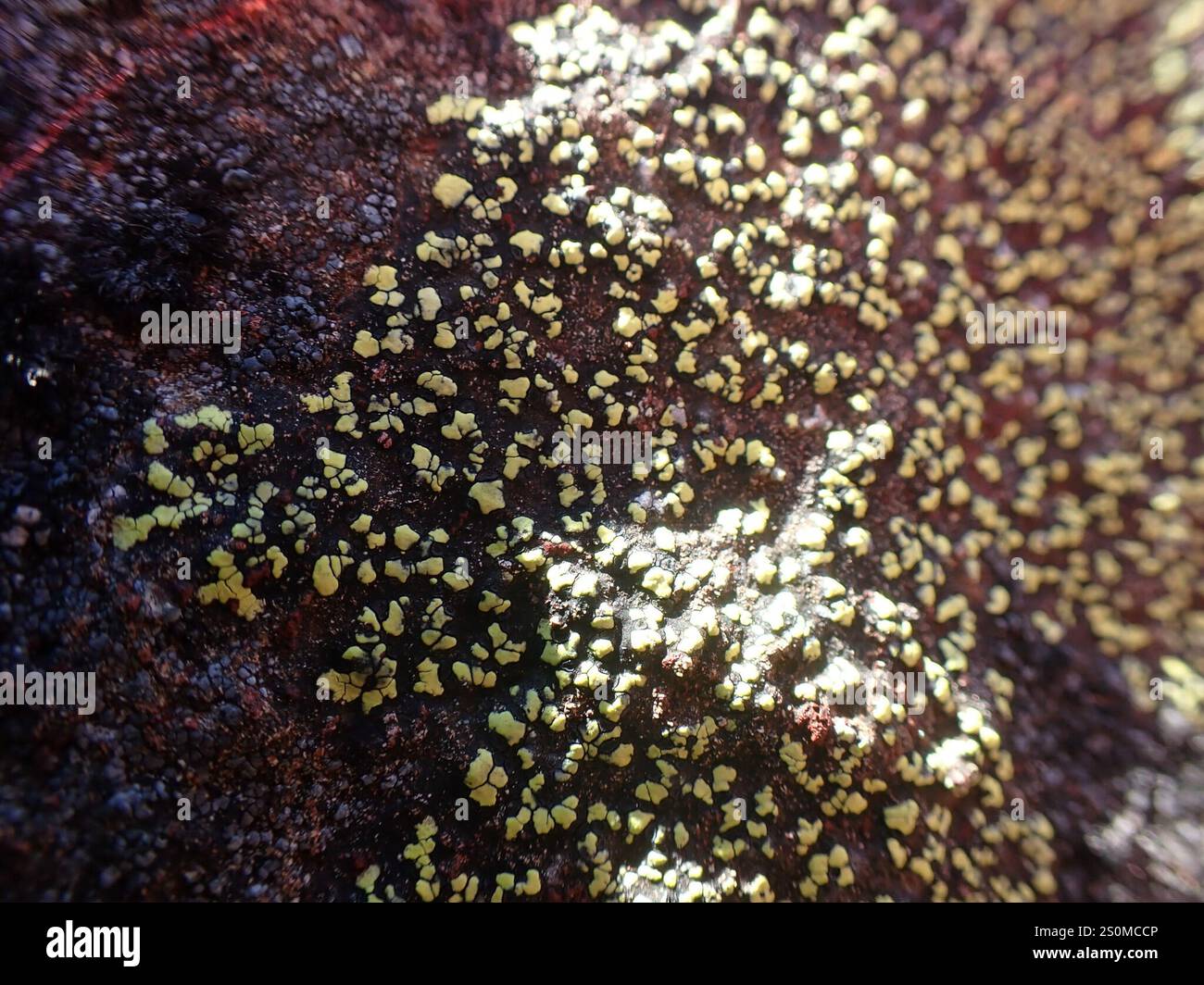 lemon map lichen (Rhizocarpon macrosporum Stock Photo - Alamy