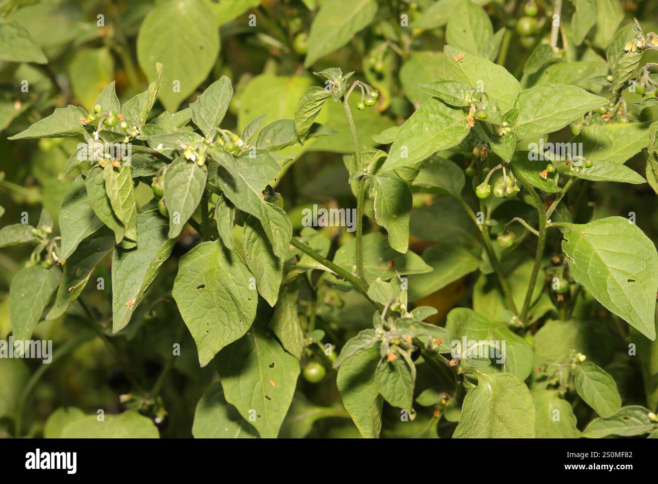 black nightshade (Solanum nigrum Stock Photo - Alamy