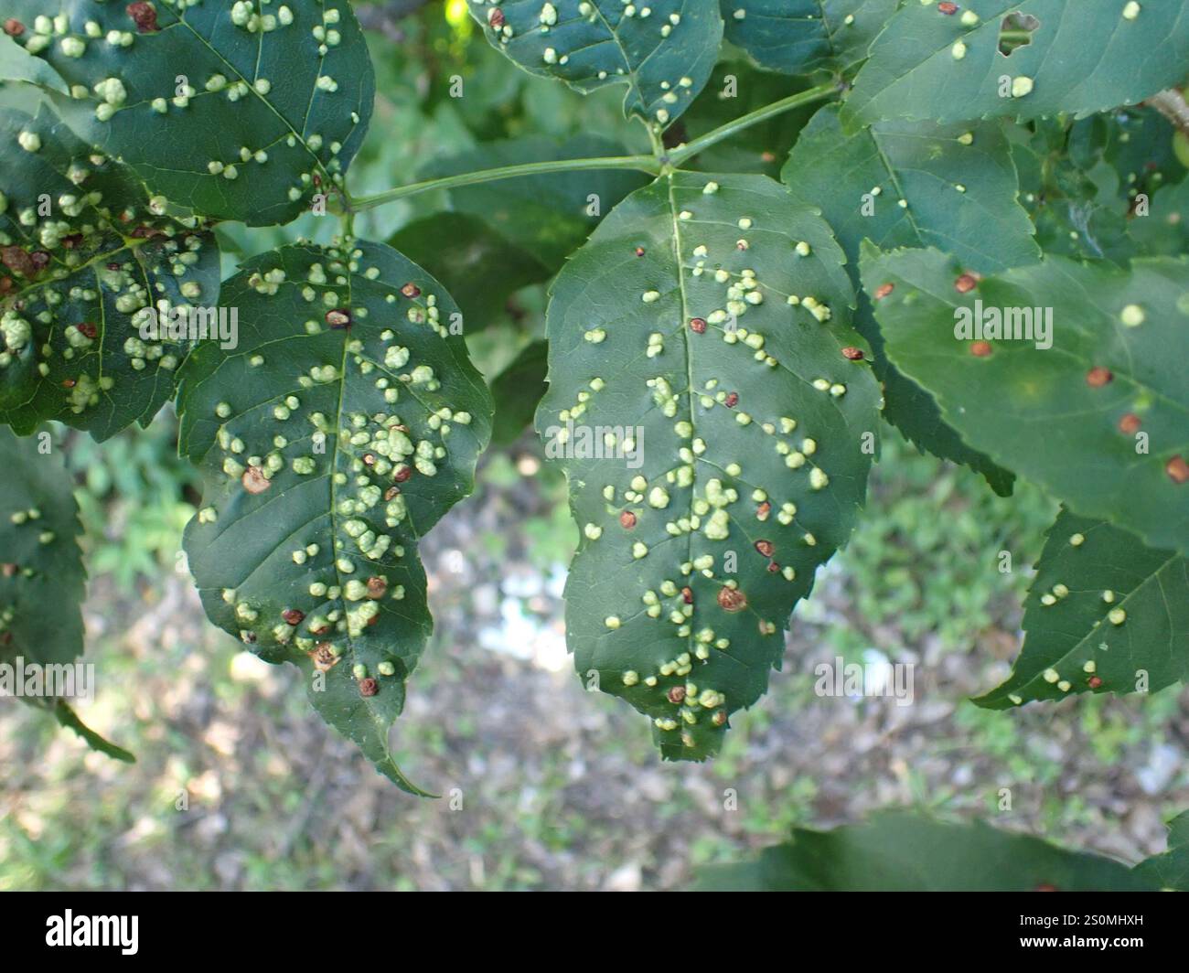 Ash Bead Gall Mite (Aceria fraxini Stock Photo - Alamy