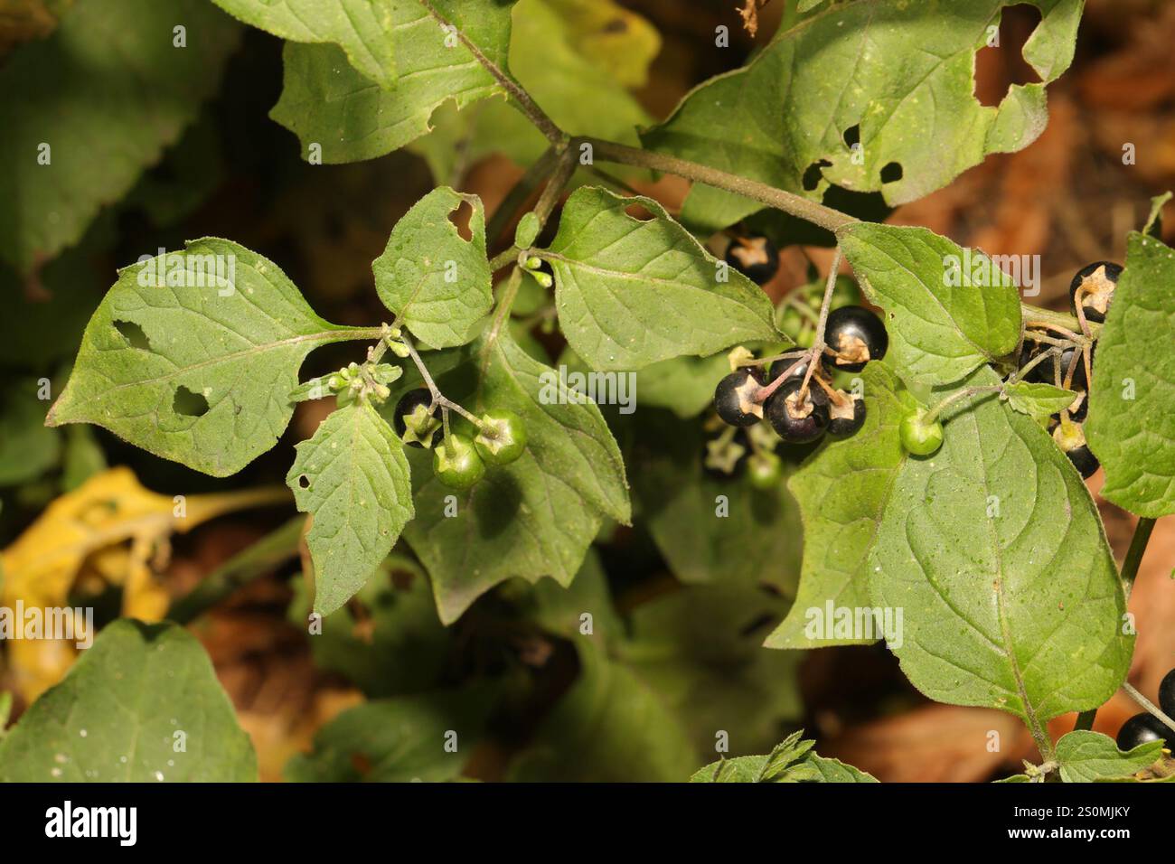 black nightshade (Solanum nigrum Stock Photo - Alamy