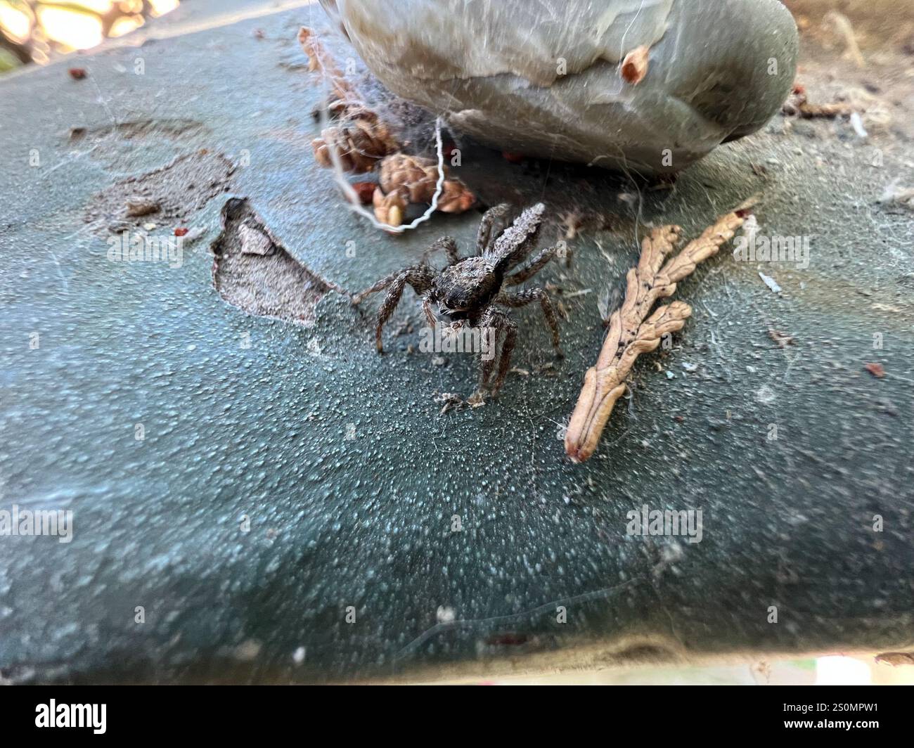 Meet The California Flattened Jumping Spider Amazing Photos - 9tfprgu