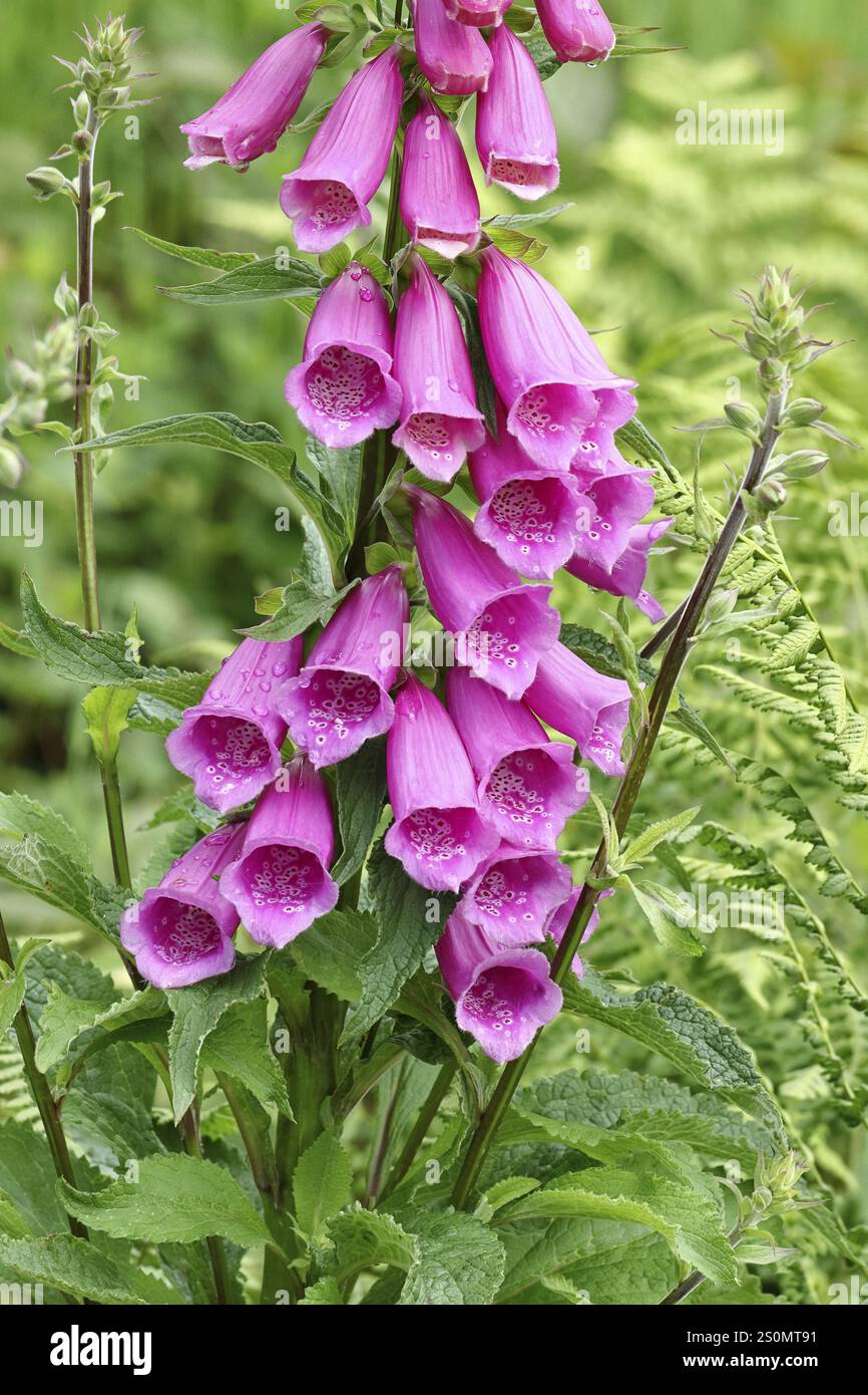 Common foxglove (Digitalis purpurea), flowers, close-up, from the ...