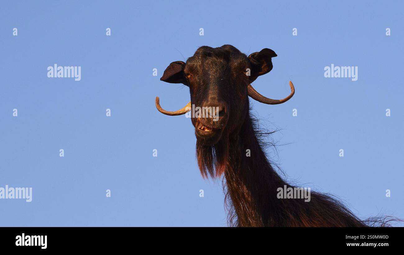 Close-up of a black goat's head with prominent horns against a blue sky, sheep (e) or goat (n), ovis, caprae, Crete, Greek Islands, Greece, Europe Stock Photo