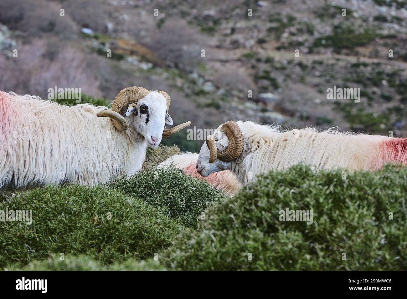 Rams island hi-res stock photography and images - Alamy