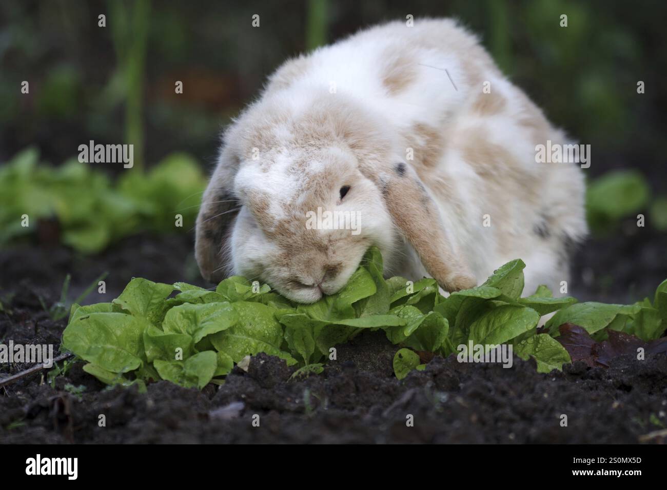 Domestic rabbit (Oryctolagus cuniculus forma domestica), ram rabbit ...