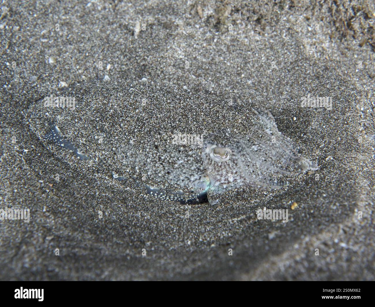 A juvenile Common cuttlefish (Sepia officinalis) camouflaged and hiding in the sand of the seabed, Playa dive site, Los Cristianos, Tenerife, Canary I Stock Photo