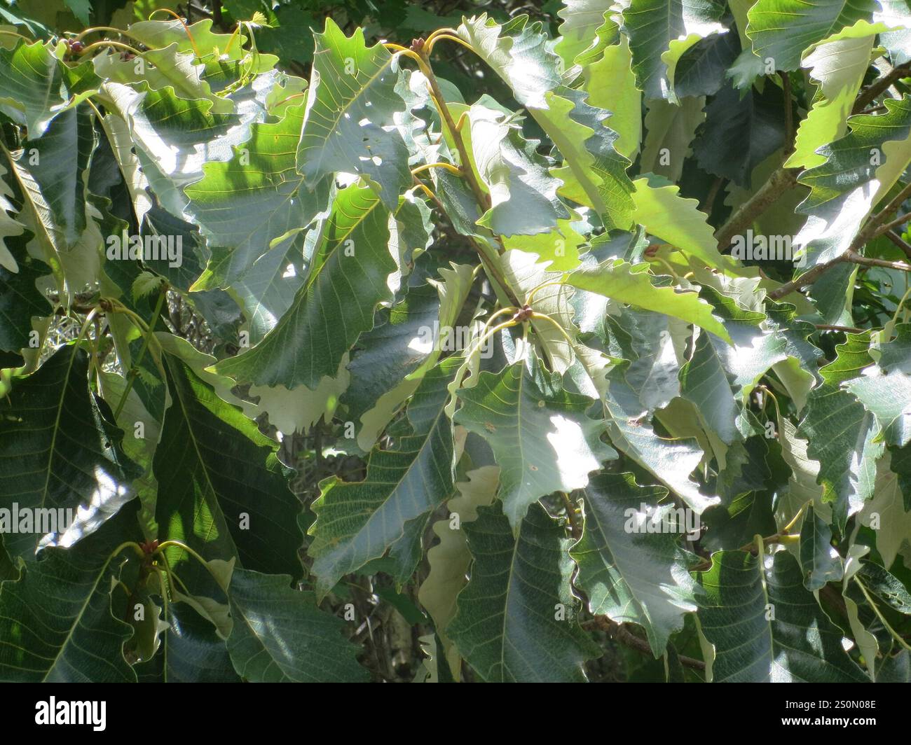 swamp chestnut oak (Quercus michauxii Stock Photo - Alamy