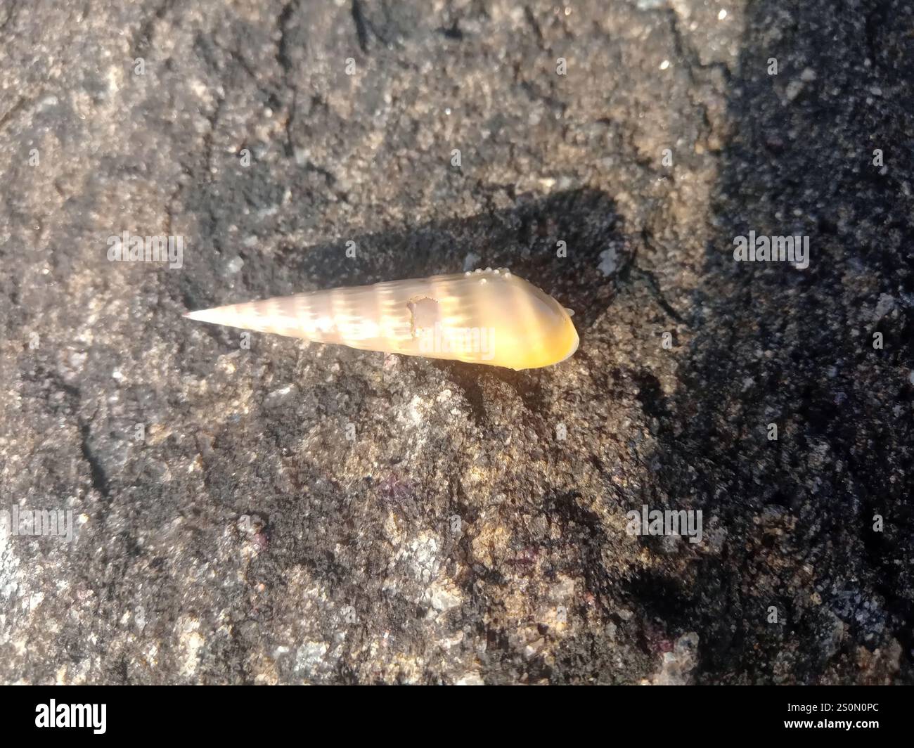 Grey Atlantic Auger (Hastula cinerea Stock Photo - Alamy
