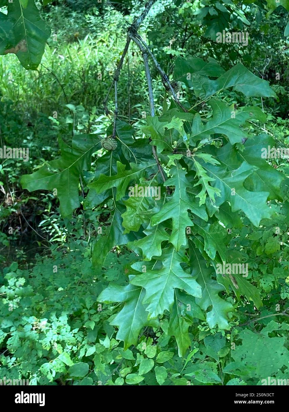 overcup oak (Quercus lyrata Stock Photo - Alamy