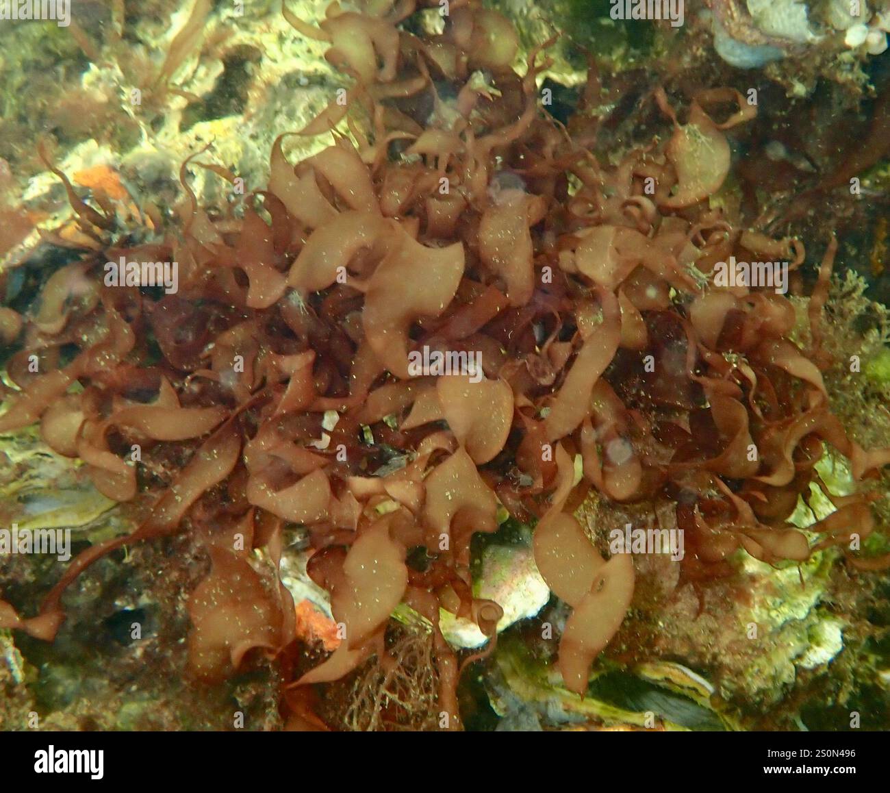 red algae (Rhodophyta Stock Photo - Alamy