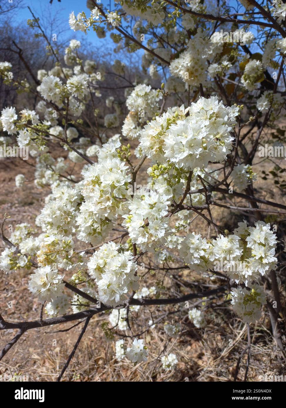 South African Wild Pear (Dombeya rotundifolia Stock Photo - Alamy