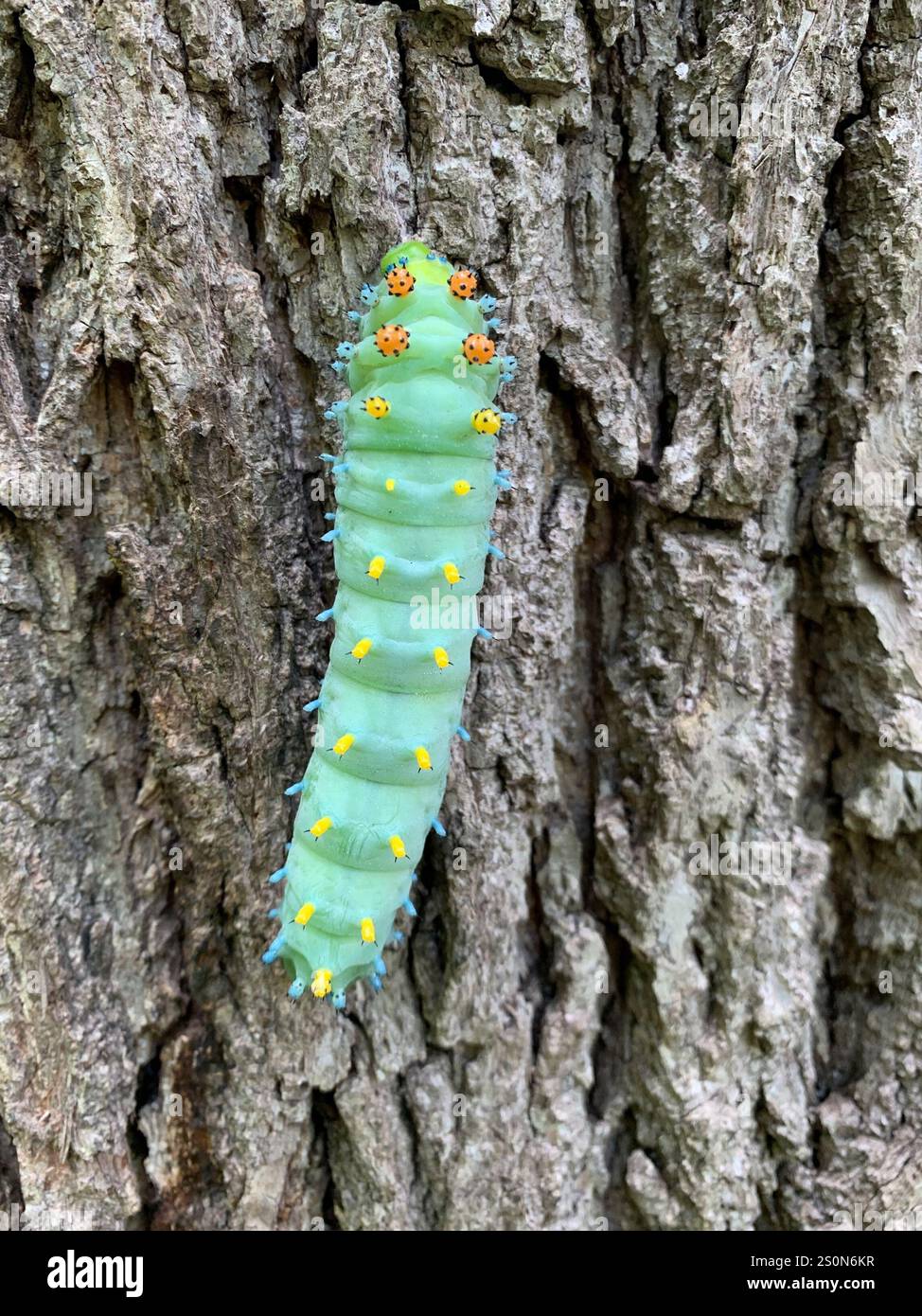 Cecropia Moth (Hyalophora cecropia Stock Photo - Alamy