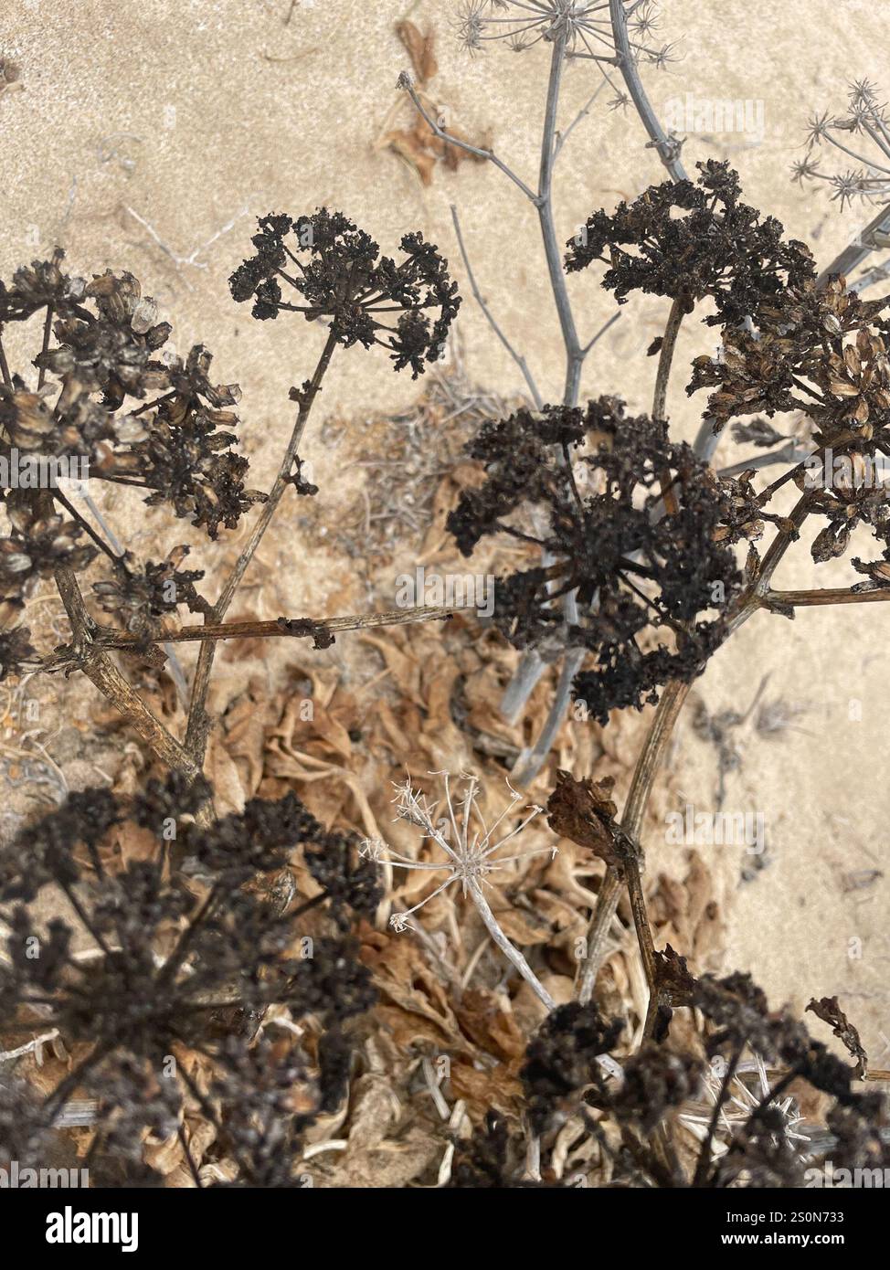 Samohire Tree Canary samphire astydamia latifolia hi-res stock photography and images ...