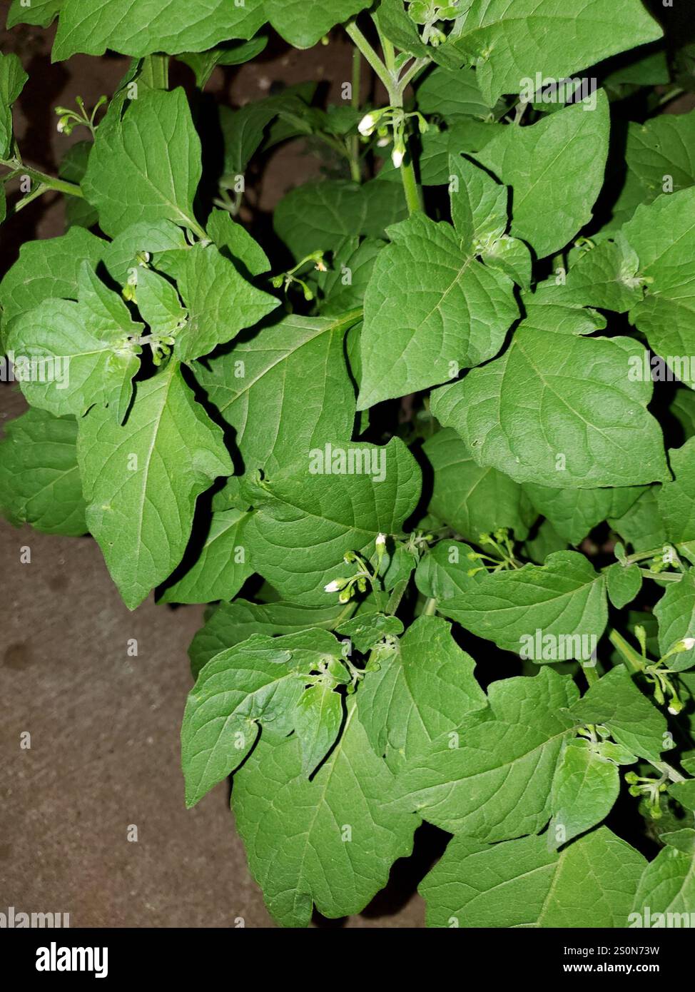 black nightshade (Solanum nigrum Stock Photo - Alamy