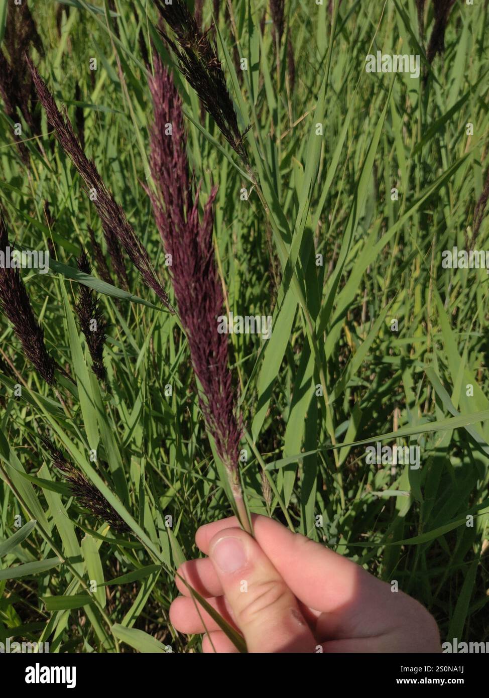 European reed (Phragmites australis australis Stock Photo - Alamy