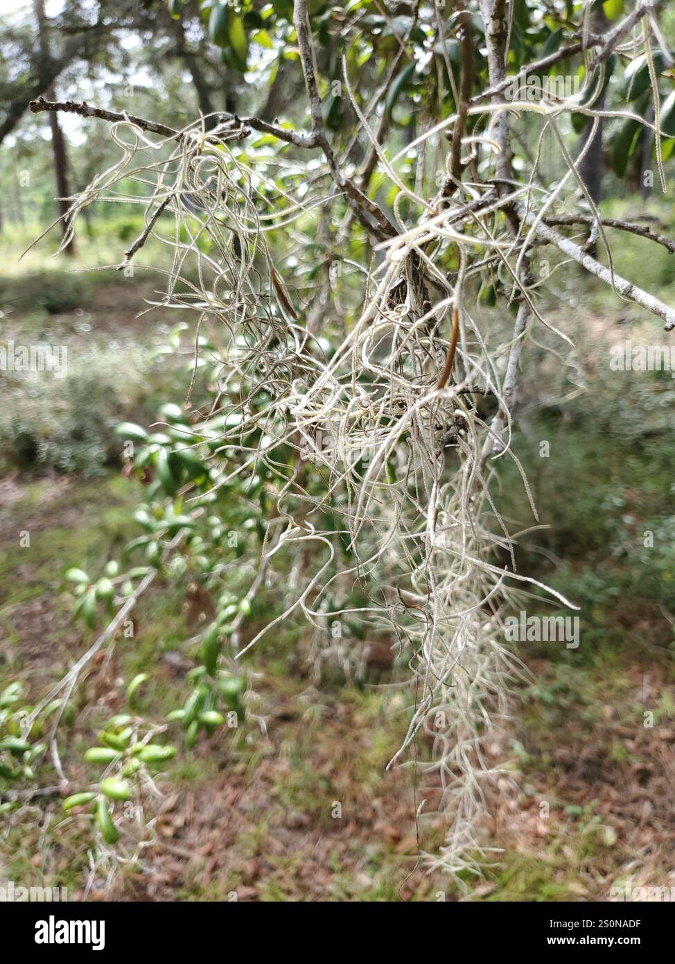 Spanish moss (Tillandsia usneoides Stock Photo - Alamy