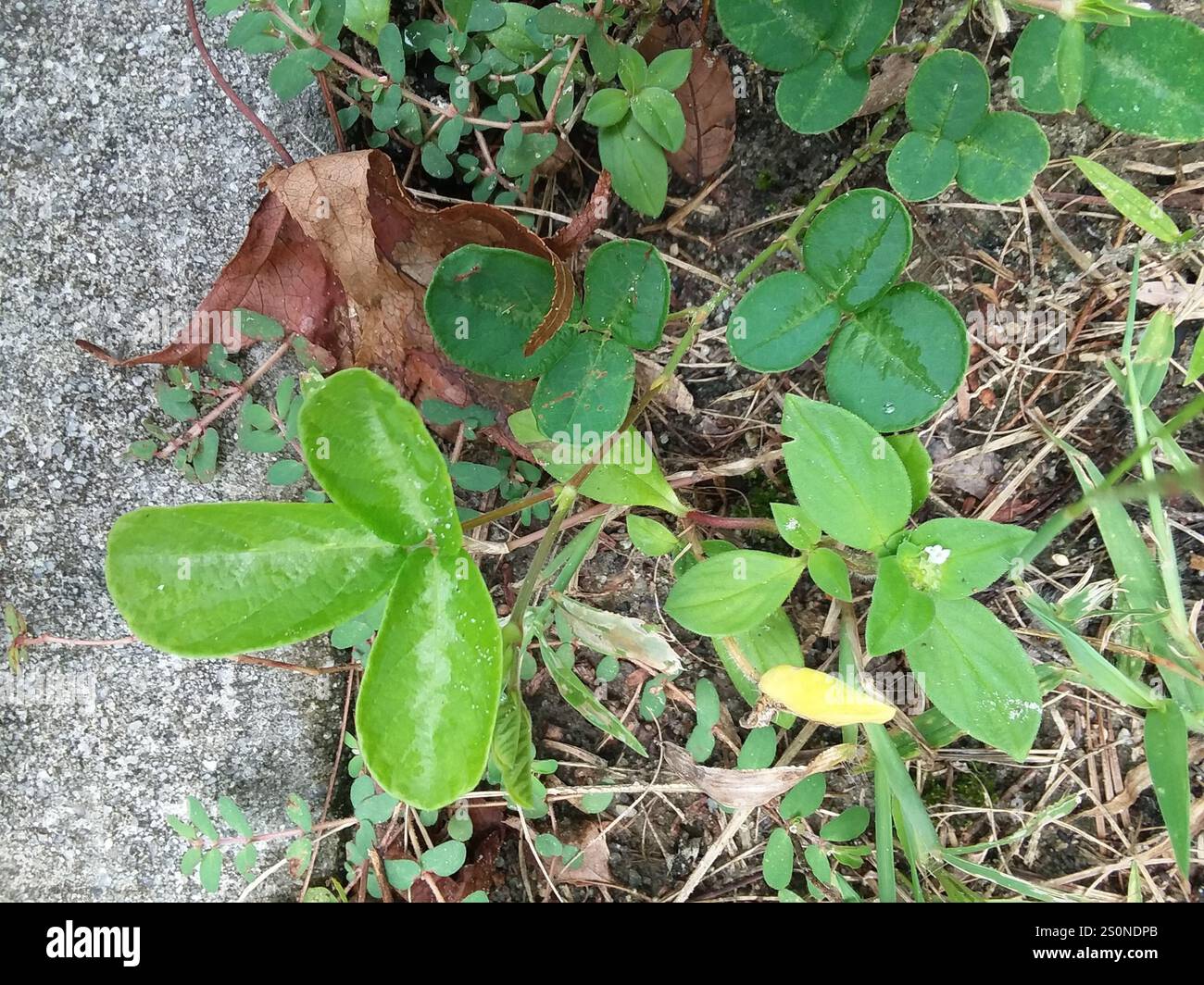 creeping beggarweed (Desmodium incanum Stock Photo - Alamy