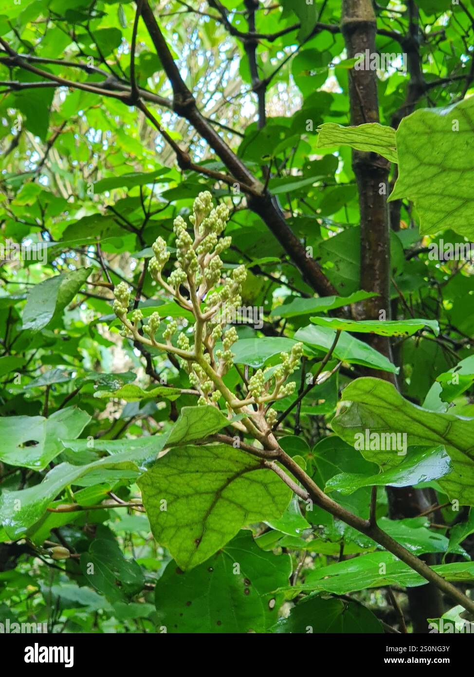 Rangiora (Brachyglottis repanda Stock Photo - Alamy