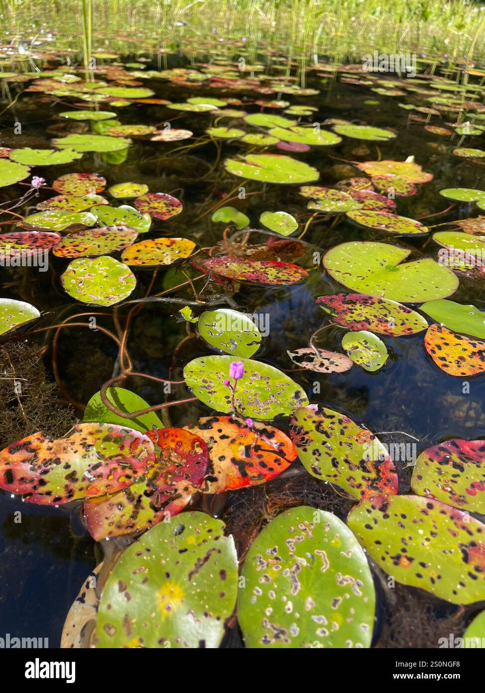 Purple Bladderwort (Utricularia purpurea Stock Photo - Alamy