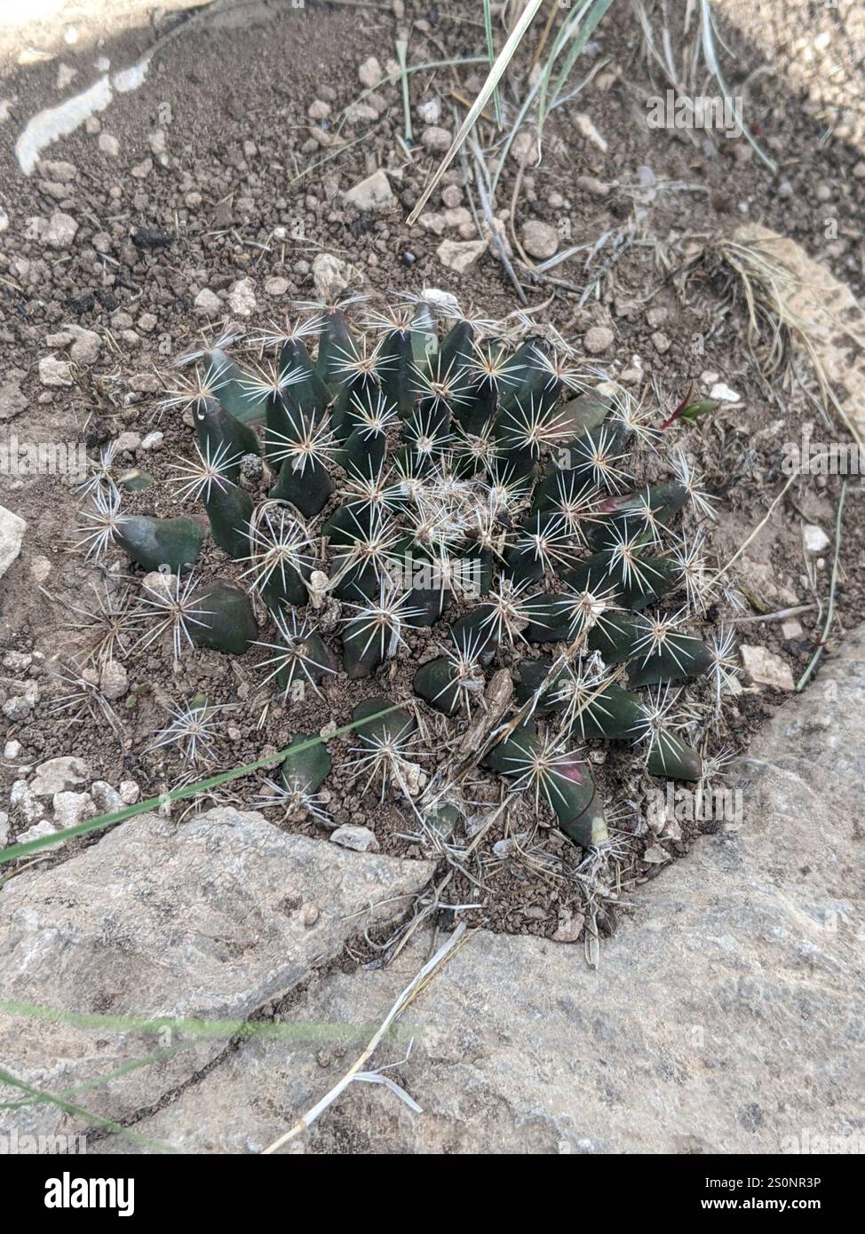 Mammillaria heyderi hi-res stock photography and images - Alamy
