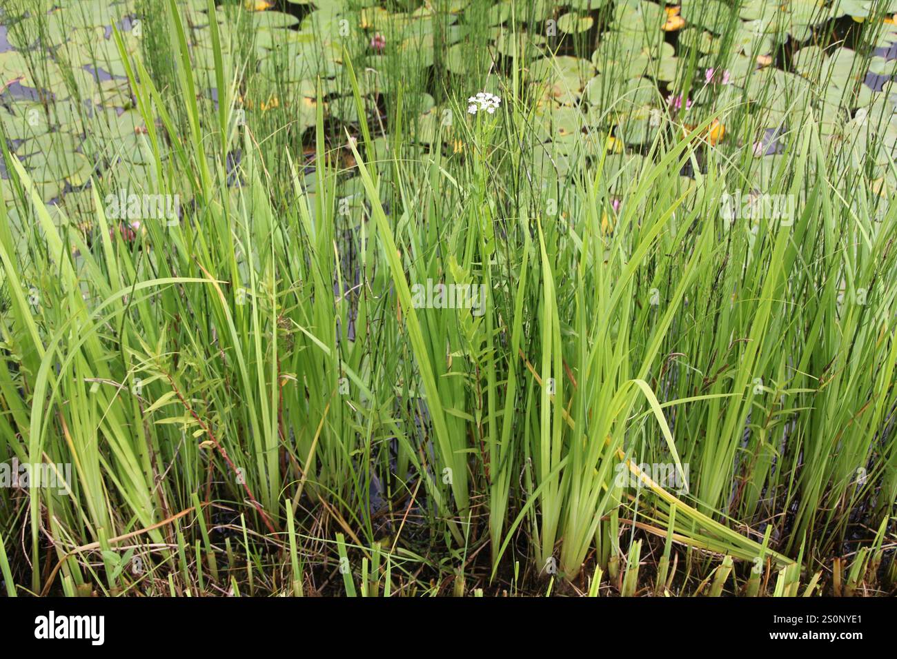 Yellow Iris Iris Pseudacorus Stock Photo Alamy