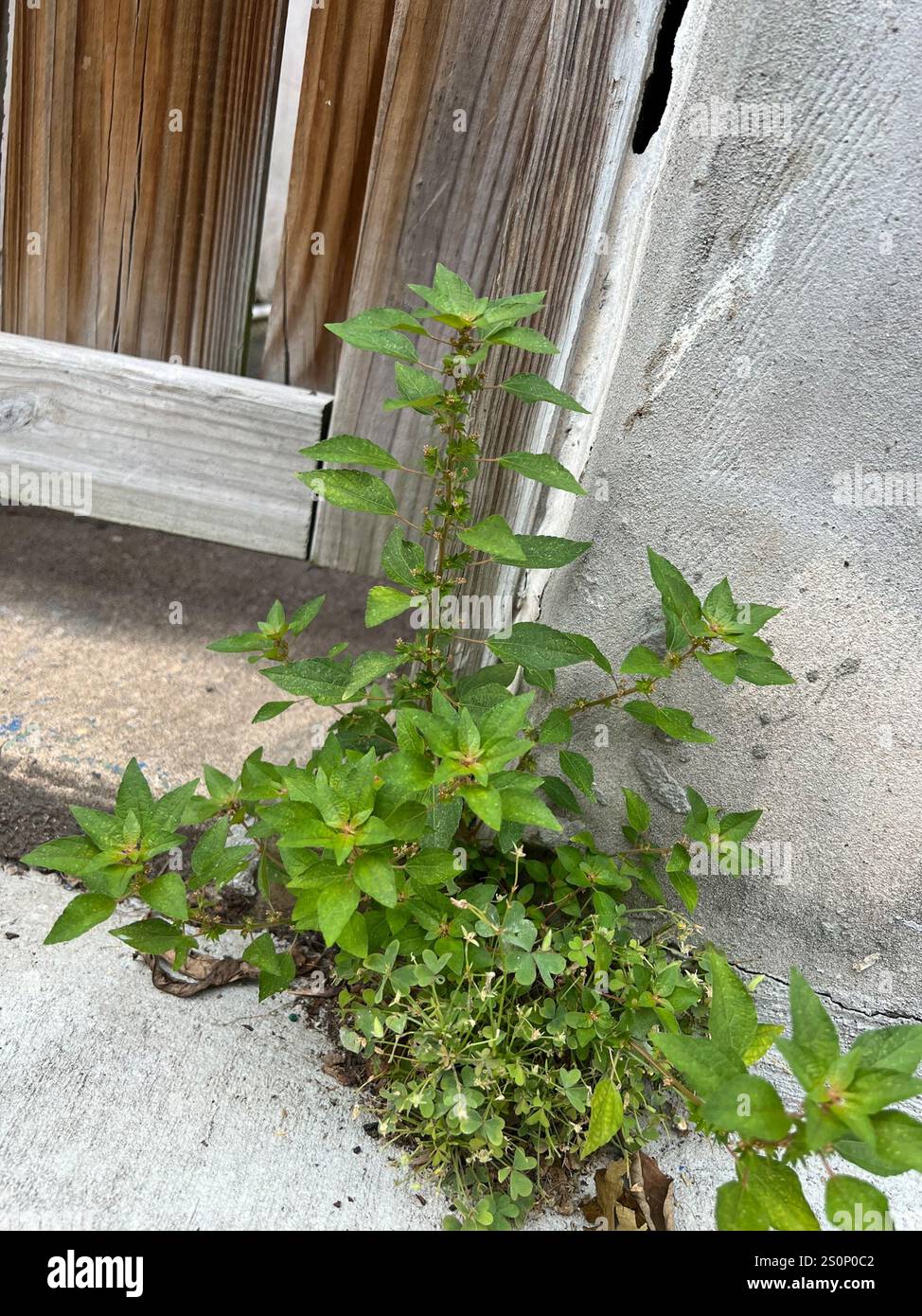 three-seeded mercuries (Acalypha Stock Photo - Alamy