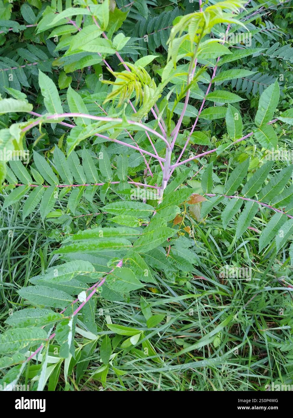 smooth sumac (Rhus glabra Stock Photo - Alamy