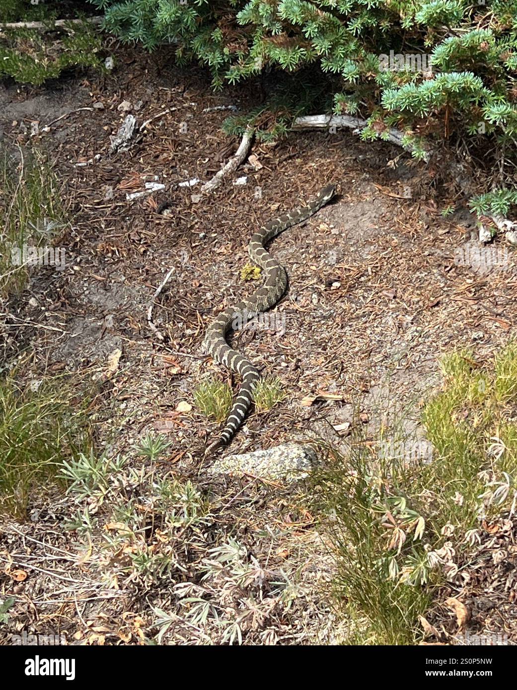 Northern Rattle Northern Pacific Rattlesnake (Crotalus oreganus oreganus Stock Photo ...