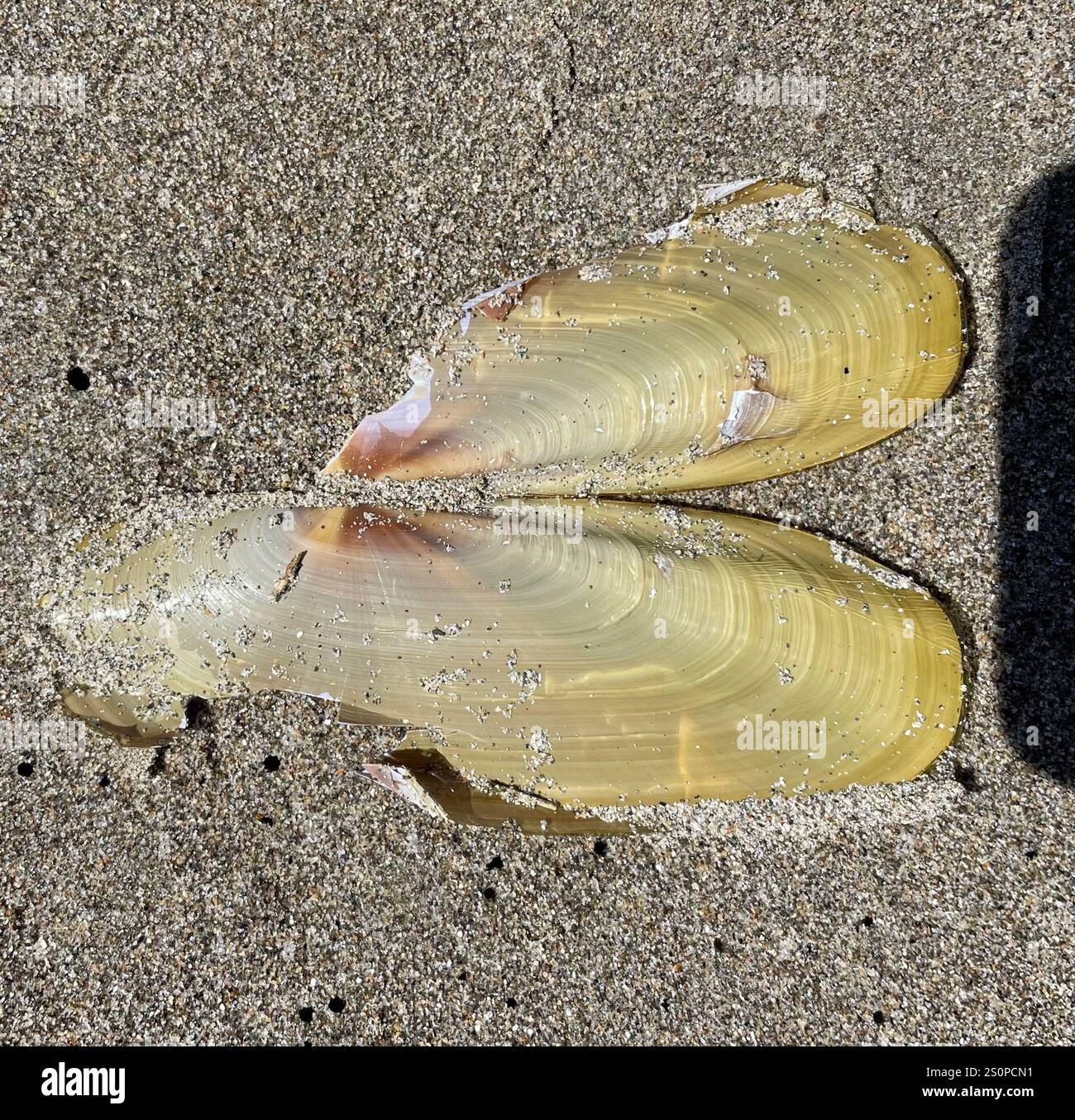 Pacific Razor Clam (Siliqua patula Stock Photo - Alamy