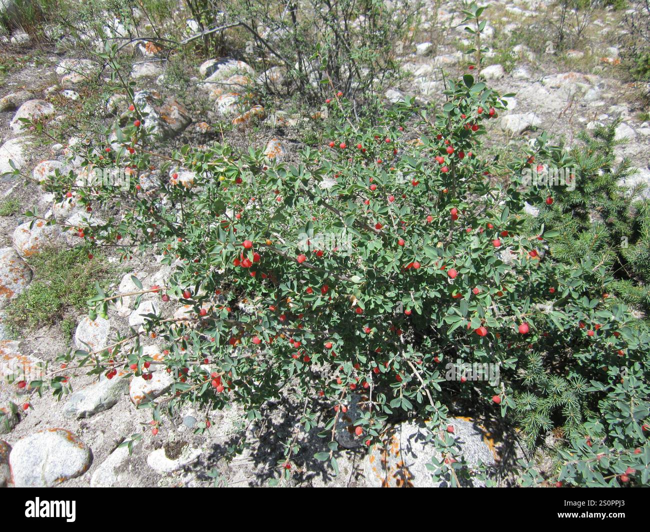 small-leaved honeysuckle (Lonicera microphylla) Plantae Stock Photo - Alamy
