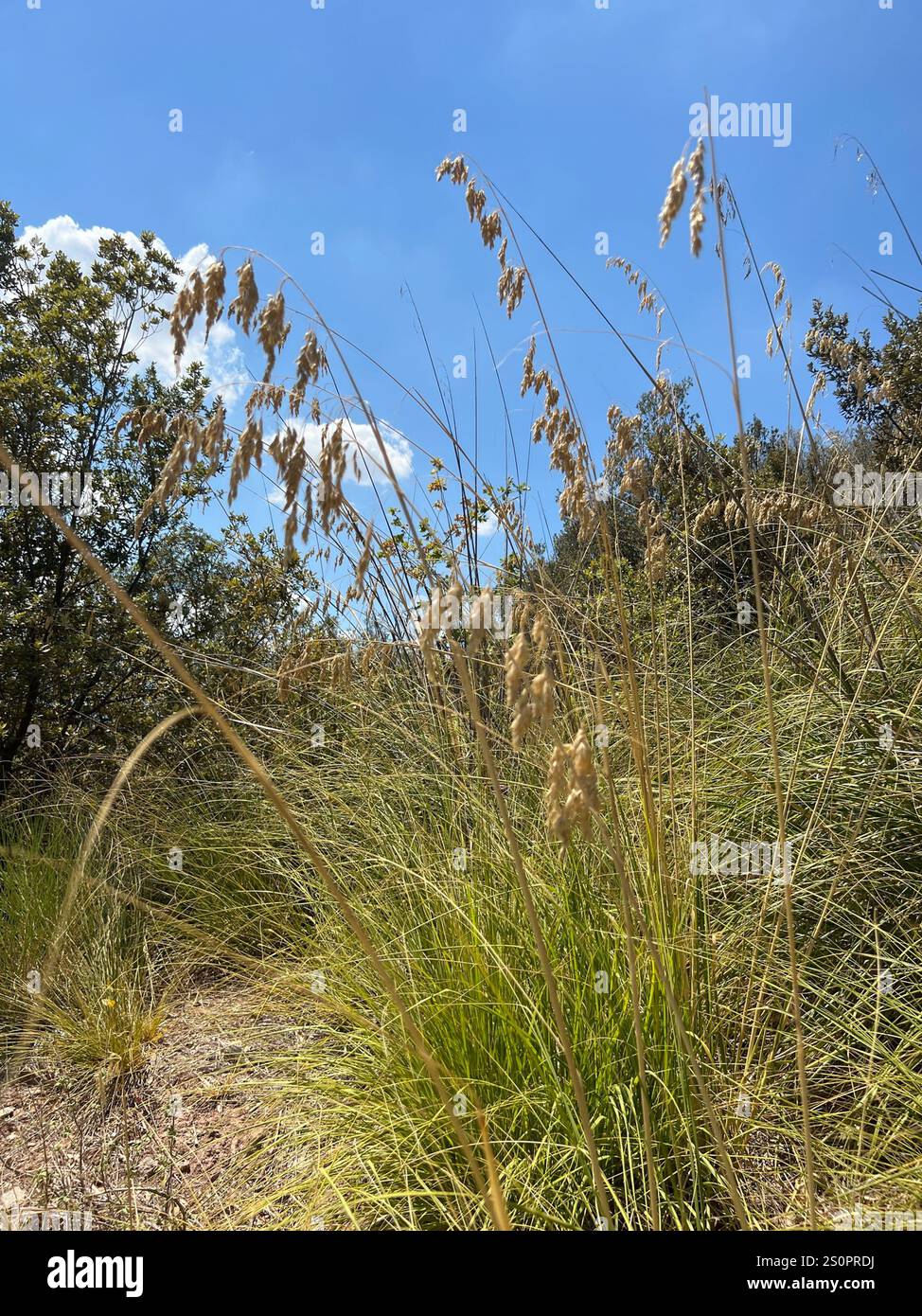 mauritanian grass (Ampelodesmos mauritanicus Stock Photo - Alamy