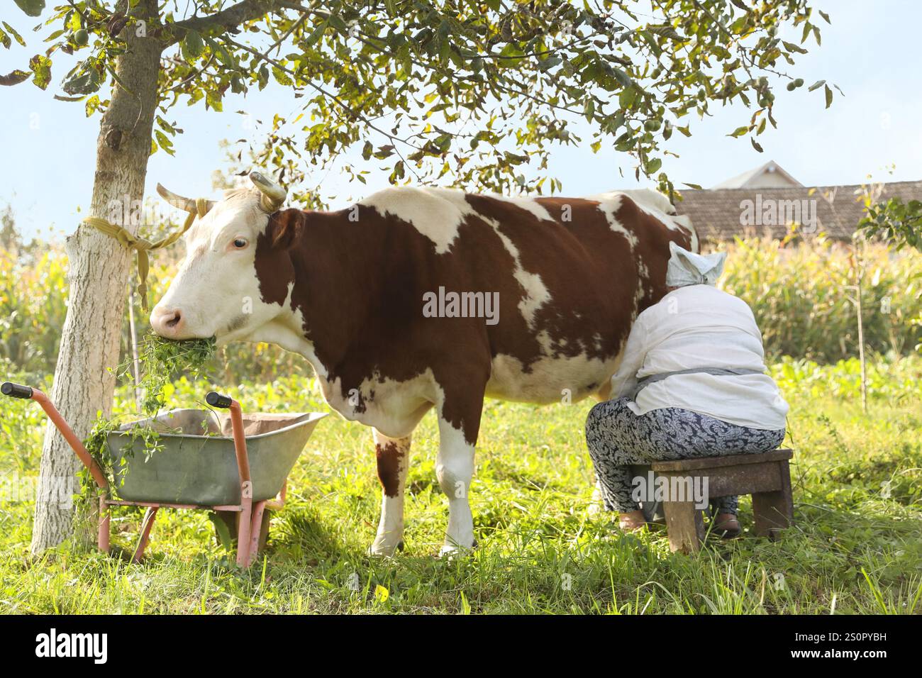 Senior woman milking cow in backyard. Farm animal Stock Photo - Alamy