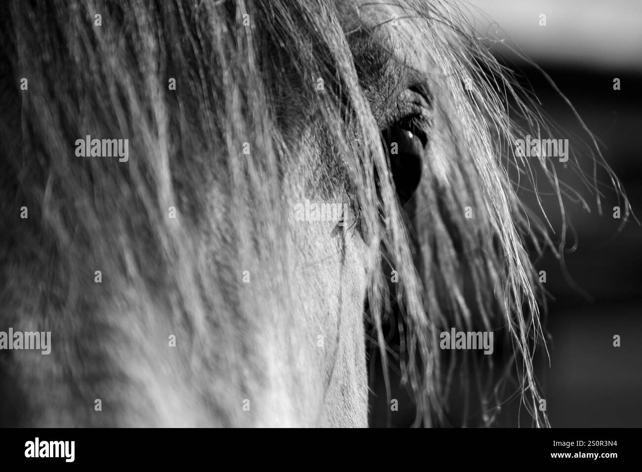 Arabian details Black and White Stock Photos & Images - Alamy
