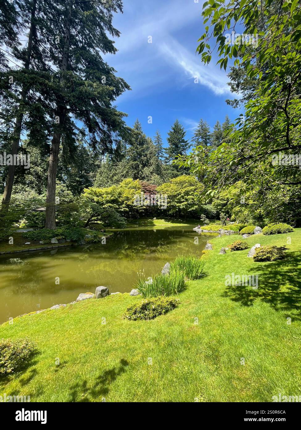 Tranquil pond surrounded by lush greenery, tall trees, and a clear blue sky in a peaceful forest setting - Smartphone Captured Stock Image