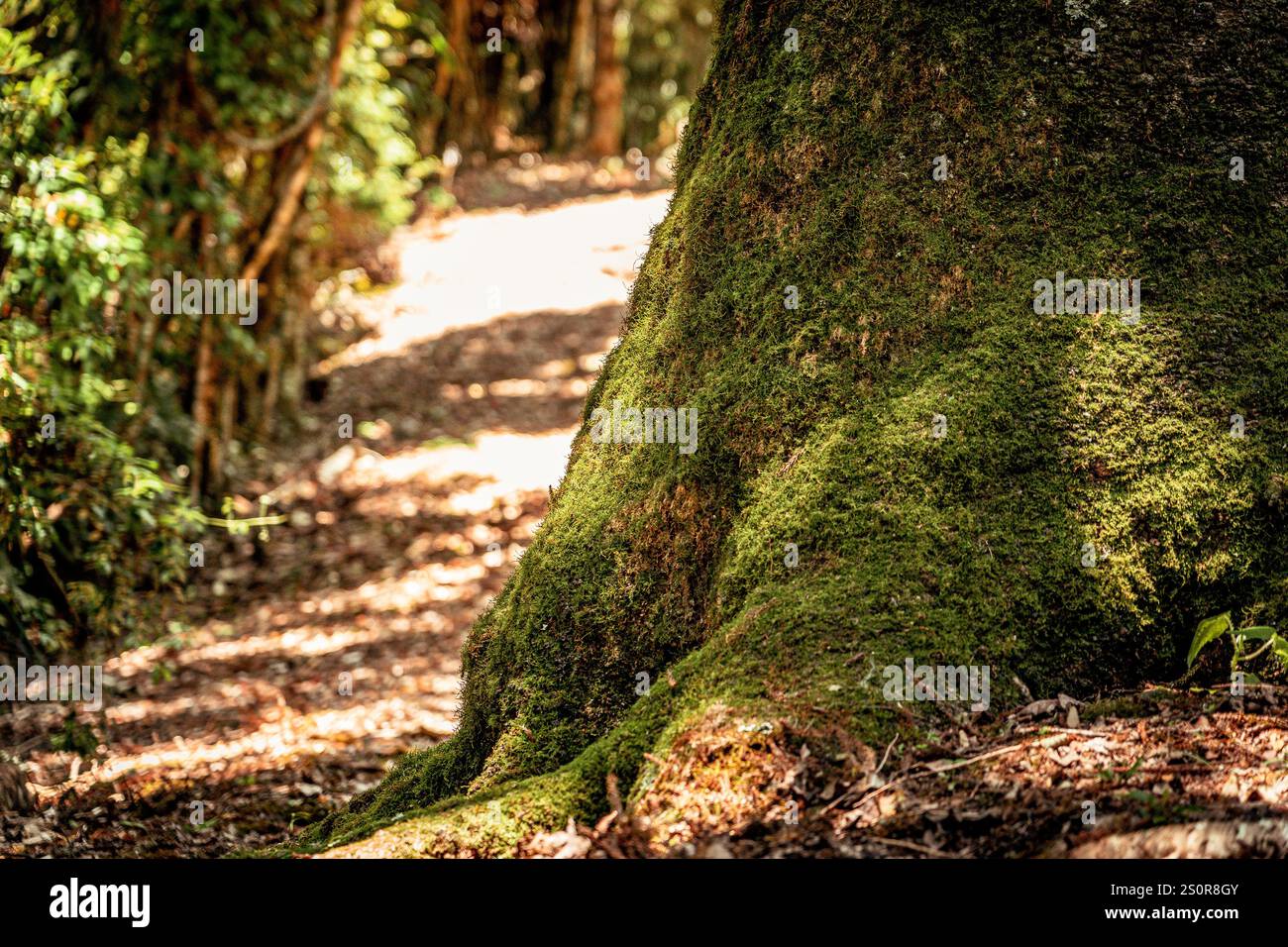 Tree trunk covered in moss in a rainforest Stock Photo