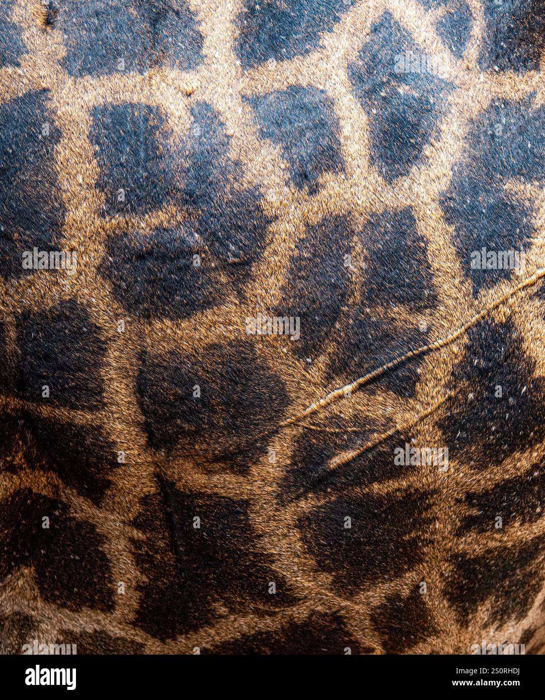 Close up shot of giraffe skin Stock Photo