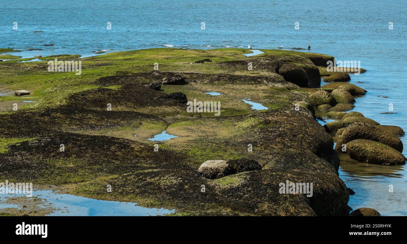 Sea weeds Caulerpa setting above the coral reefs on the shore. Sea weed growing on the rock in British Columbia Canada. Stock Photo