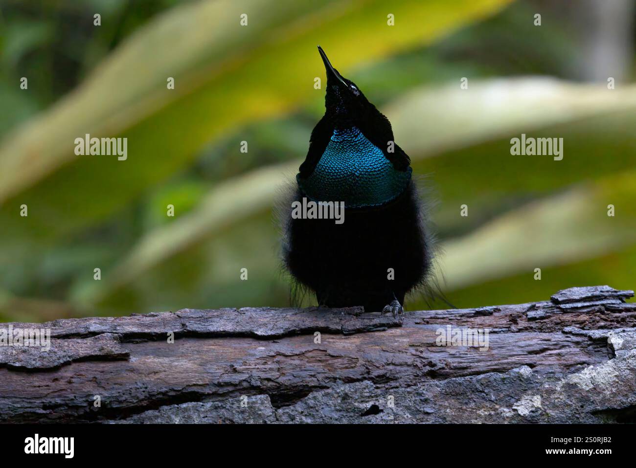 Magnificent Riflebird, Nimbokrang, West Papua, Indonesia, October 2024 ...