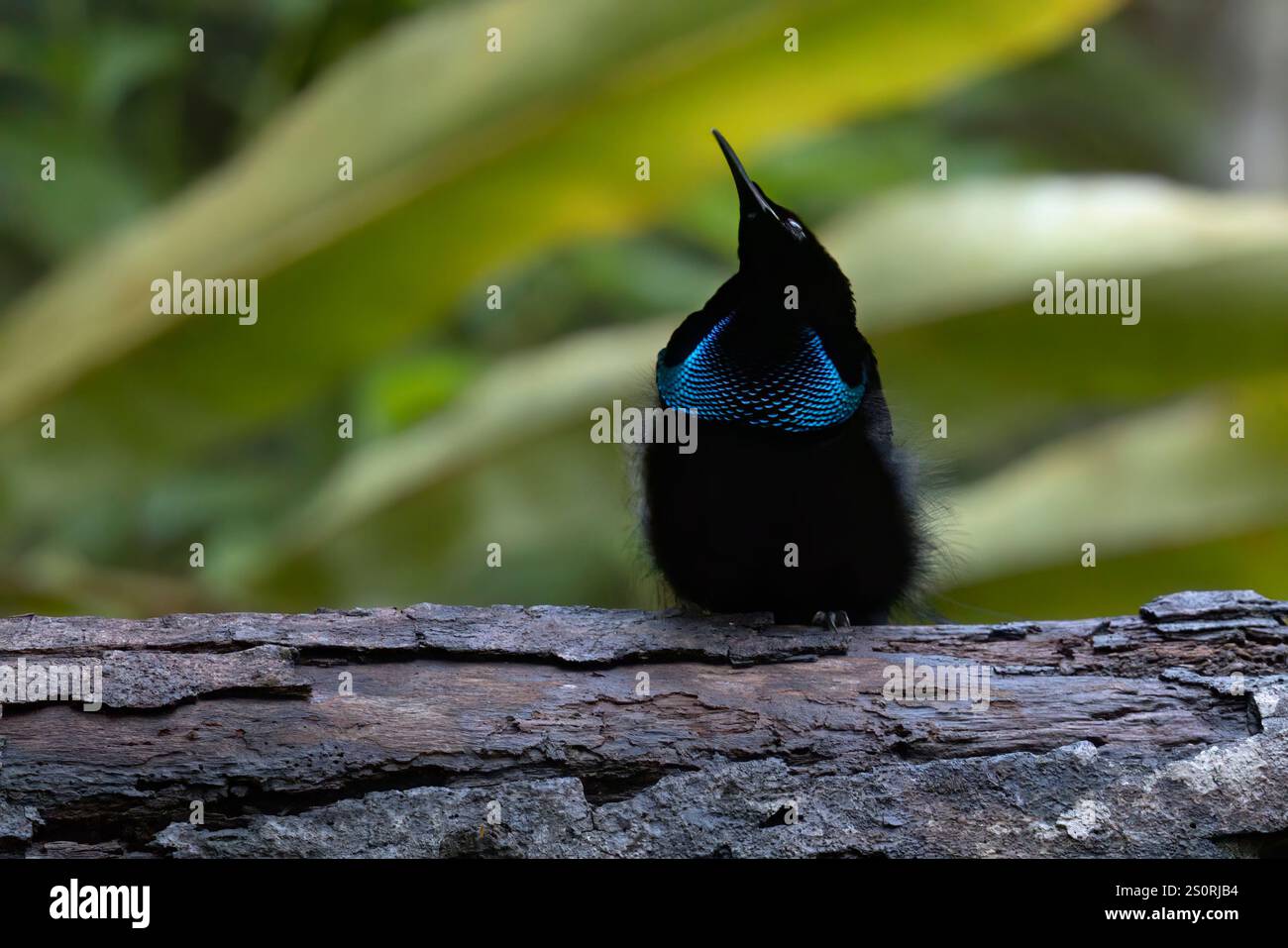 Magnificent Riflebird, Nimbokrang, West Papua, Indonesia, October 2024 ...