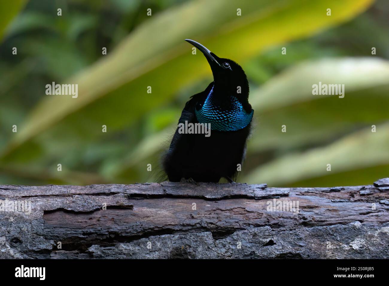 Magnificent Riflebird, Nimbokrang, West Papua, Indonesia, October 2024 ...
