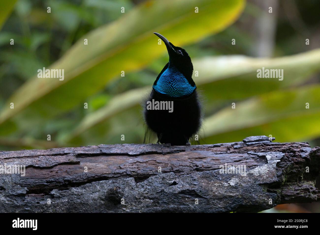 Magnificent Riflebird, Nimbokrang, West Papua, Indonesia, October 2024 ...