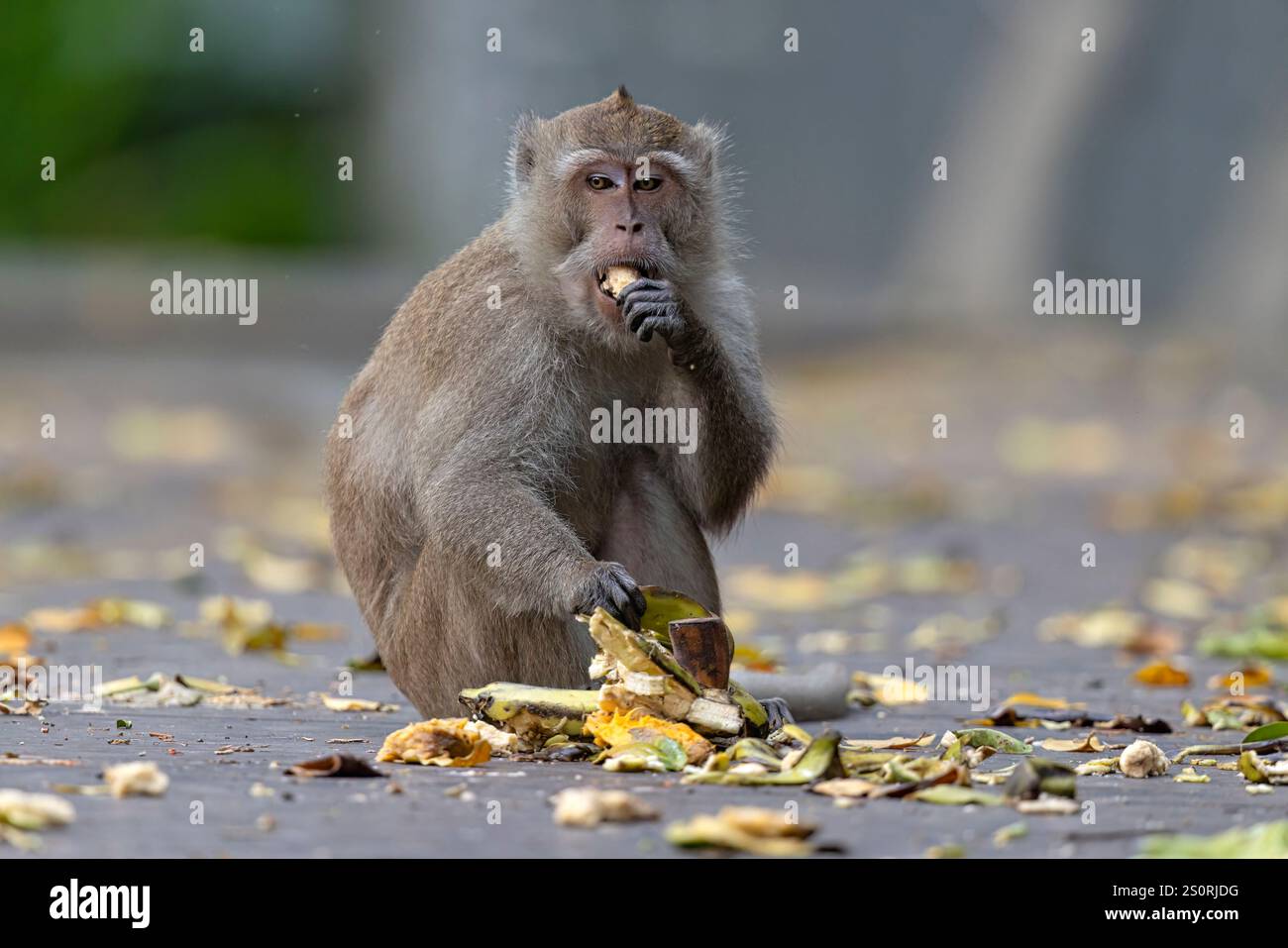 Long-tailed Macaque, Muara Angke, Jakarta, Java, Indonesia, October ...