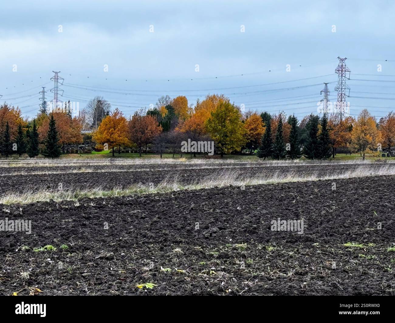 Autumn trees on Finnish farmland, blending golden hues and natural textures under a cloudy sky, showcasing the seasonal beauty of rural Finland - Smartphone Captured Stock Image