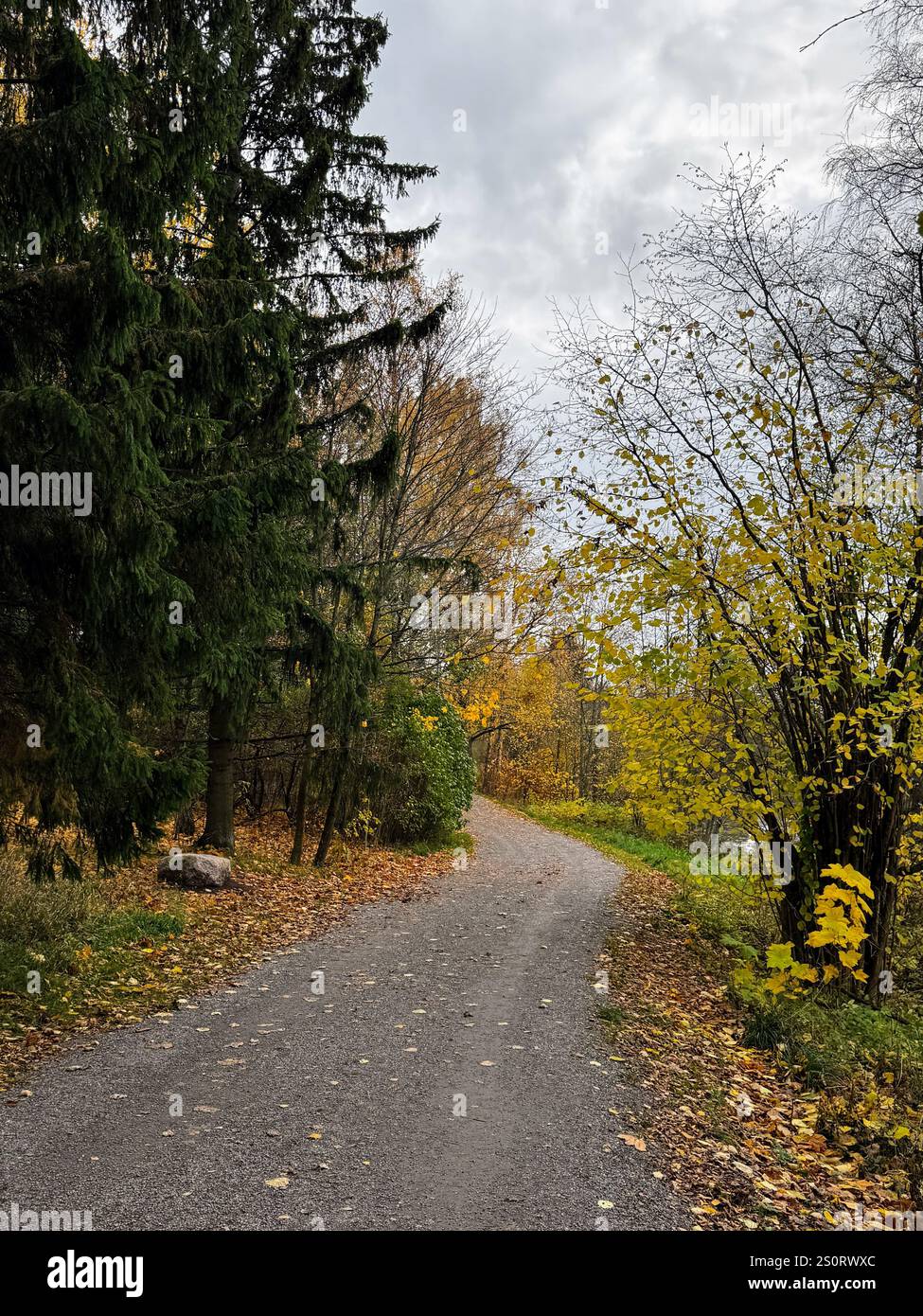 Autumn forest path in Finland surrounded by vibrant foliage, showcasing the seasonal beauty of Nordic nature - Smartphone Captured Stock Image
